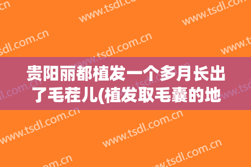 贵阳丽都植发一个多月长出了毛茬儿(植发取毛囊的地方痒发红)