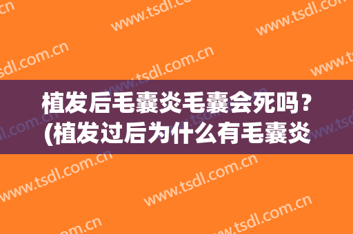 植发后毛囊炎毛囊会死吗？(植发过后为什么有毛囊炎)