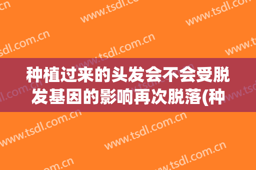 种植过来的头发会不会受脱发基因的影响再次脱落(种植的头发为什么不会脱落)