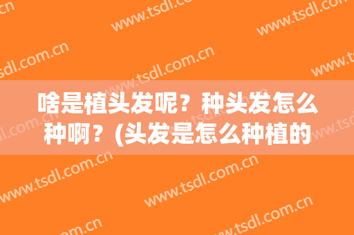 啥是植头发呢？种头发怎么种啊？(头发是怎么种植的?)