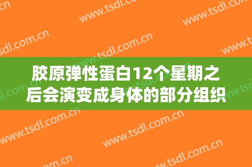 胶原弹性蛋白12个星期之后会演变成身体的部分组织吗？(胶原蛋白流失时间)